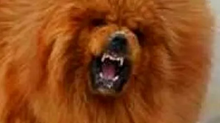 Surpriză la o grădină zoologică din China: 