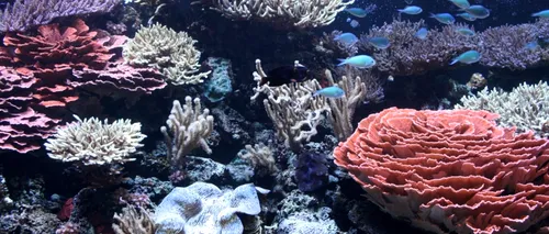 Fenomen îngrijorător în Pacific: ce se întâmplă cu coralii