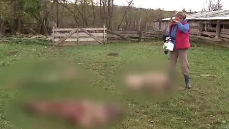 Zeci de oi OMORÂTE de lupi la o stână din Arad. Paguba se ridică la 40.000 de lei