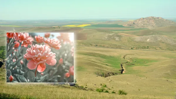Locul din România supranumit „țara bujorilor înfloriți”. Aici se află rezervația naturală pe care puțini turiști o cunosc