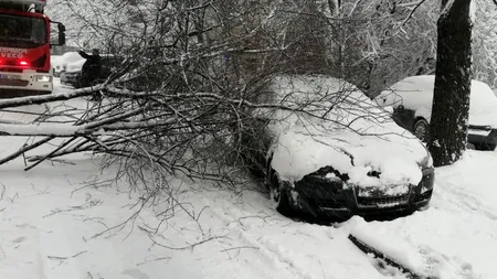 Aproape 20 de mașini au fost avariate în București și Ilfov, după ce zeci de copaci și stâlpi au fost doborâți de vântul puternic