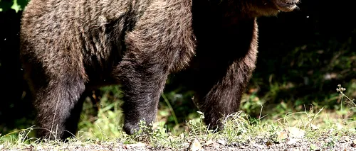 Ursul care a rănit doi pădurari în județul Argeș și a fost împușcat era TURBAT