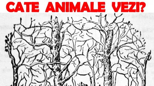 Testul IQ de personalitate devenit viral în România | Câte animale vezi în poza asta?!