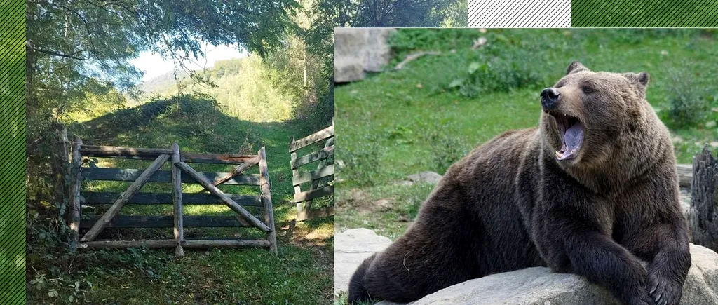Situație incredibilă în HOREZU: Bătrânul atacat de urs este cercetat pentru braconaj cinegetic