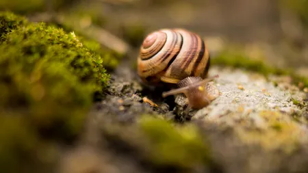 La cules de melci într-o instituție publică. Cum și-a motivat un tânăr gestul care i-a adus o amendă de sute de lei