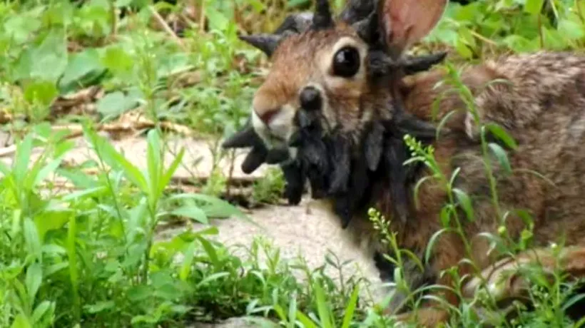 VIDEO: Cum a ajuns un iepure să semene cu personajul mitic Jackalope