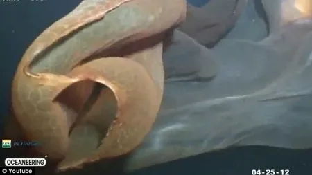 FOTO+VIDEO. O creatură misterioasă, filmată la mare adâncime. Nimeni nu poate spune exact ce este
