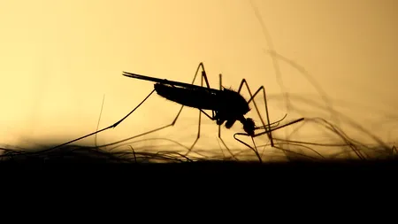 S-a înregistrat primul caz de infectare cu virusul West Nile în România, în acest sezon. Unde se află „pacientul zero”