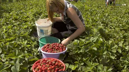 Românii se află printre principalele victime ale exploatării forței de muncă străine în UE