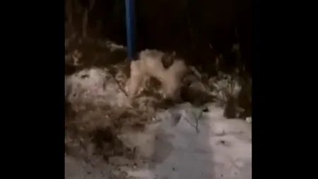Câine lăsat la voia sorții! A fost legat de stâlp timp de trei zile și nu a fost hrănit. Reacția autorităților, de plâns: Nu putem interveni, nu avem competență - VIDEO