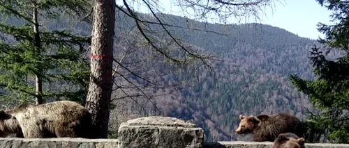 Patru urși au fost alungați de către jandarmi din apropierea Lacului Sfânta Ana și din Băile Tușnad