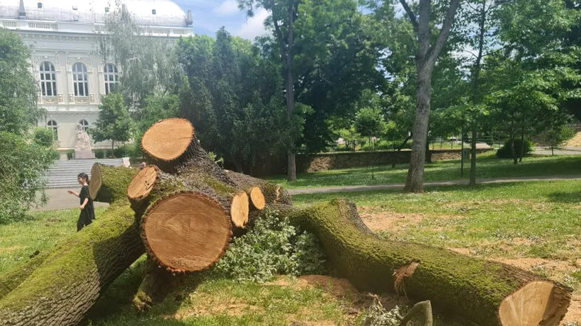 FOTO | Cel mai bătrân stejar din Arad A FOST TĂIAT! De ce au recurs autoritățile locale la acest gest