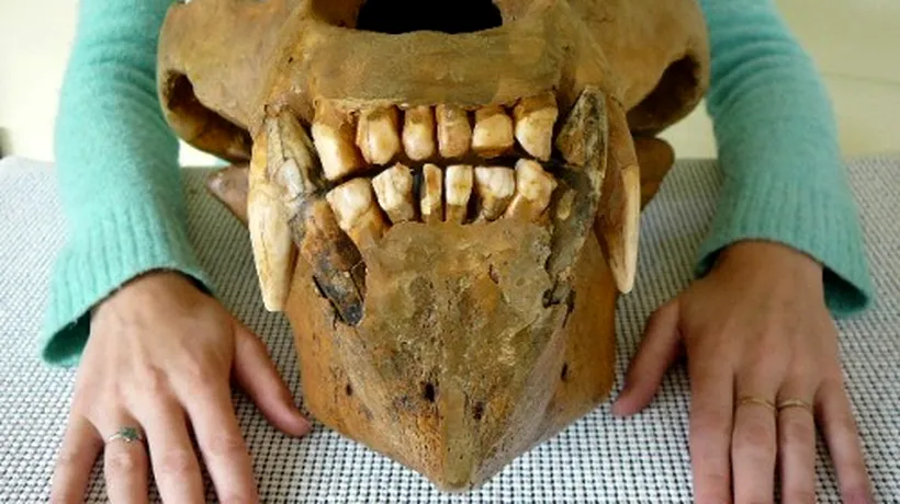 Două cranii de urs vechi de 10.000 de ani, confiscate în 2008, intră în circuitul expozițional