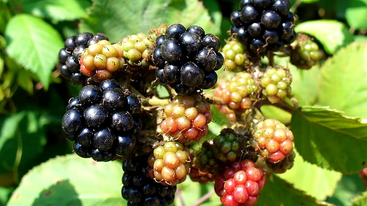 Alertă în Italia după ce într-un lot de mure provenit din România a fost descoperit virusul hepatic A. Concluziile investigației ANSVSA 