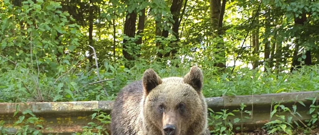 Ploiești: Un urs a fost văzut, duminică dimineaţă, în zona de vest a orașului / Autorităţile au emis mesaj RO-ALERT