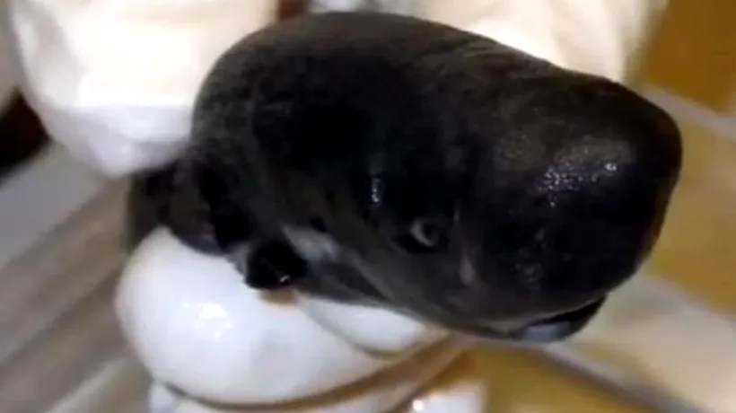 Descoperire uimitoare în apele Golfului Mexic. Cum arată rechinul cu buzunar, cel mai rar din lume
