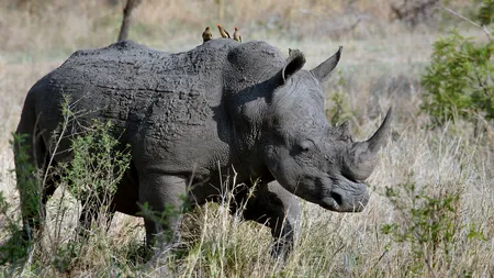 Sfârșit TRAGIC pentru un bărbat suspectat de braconaj: A fost ucis de un elefant, apoi mâncat de lei în Africa