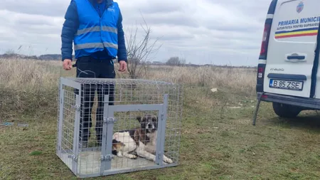 ASPA răspunde după acuzațiile lui Ciprian Ciucu: „Nu am primit răspuns de la Poliția Locală Sector 6”