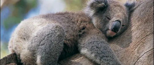 STUDIU. Motivul pentru care urșii koala îmbrățișează copacii