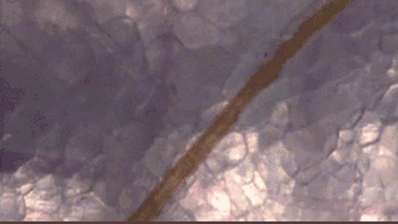 VIDEO. Cum să faci din țânțar armăsar: ce se vede în această înregistrare