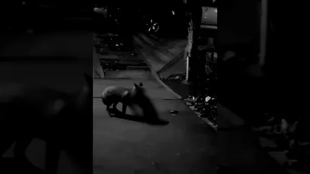 VIDEO | Imagini în premieră! Mister elucidat! Vulpoiul ucigaș de pisici din Craiova a fost prins asupra faptului