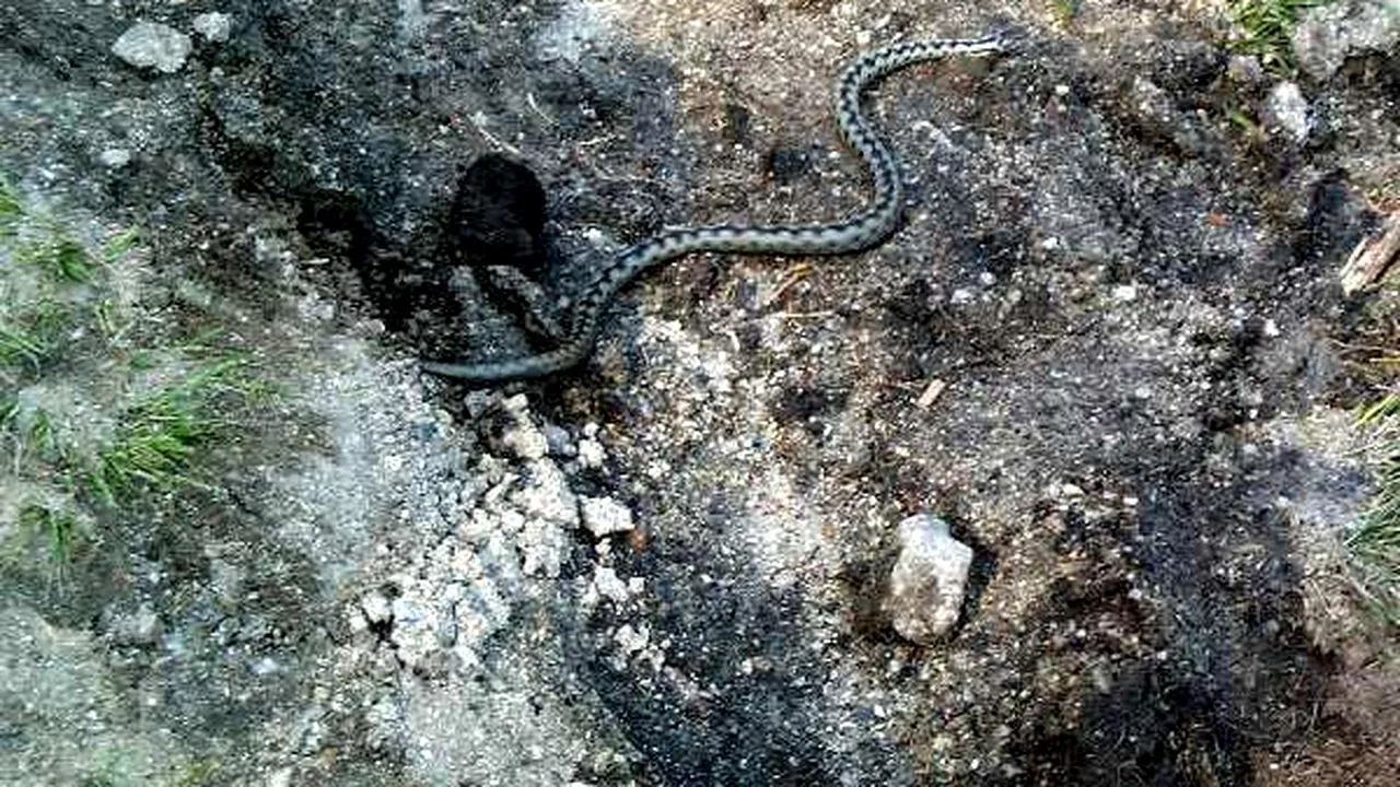 Șeful Salvamont Argeș, despre șerpii veninoși din România:  Viperele sunt la hibernare în această periodă a anului