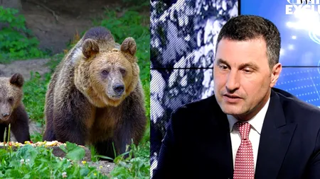 EXCLUSIV VIDEO | De ce nu au mai atacat urșii, deși a fost o iarnă blândă? Ministrul Mediului: ”Fără intervenție umană, lucrurile nu se vor rezolva”