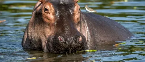 Un hipopotam a înghițit un băiețel de 2 ani, apoi s-a speriat și l-a regurgitat imediat înapoi. Copilul este în afara oricărui pericol