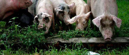 Pesta porcină africană, confirmată la 2 mistreți morți pe un fond de vânătoare din Maramureș 