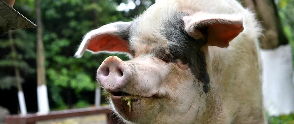 ”Cel mai faimos porc din istorie” a murit la 14 ani. De ce a devenit acest animal special