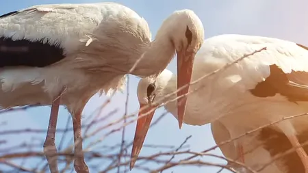 Povestea emoționantă a unui cuplu de berze din Croația continuă pentru al 17-lea an. Klepetan și Malena, adevărate vedete naționale. VIDEO