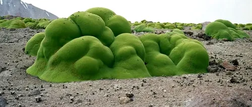 Inhabitat.com: Fotografia care prezintă unul dintre cele mai vechi organisme de pe Terra