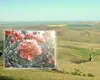 Locul din România supranumit „țara bujorilor înfloriți”. Aici se află rezervația naturală pe care puțini turiști o cunosc