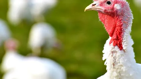 Curcanii din ferma cu aviară, pe mesele românilor. Marfa provine din Ungaria