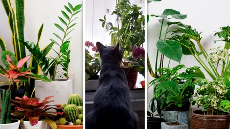 Plantele de apartament care îți pot otrăvi cățelul sau pisica. La ce trebuie să fiți atenți