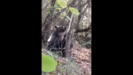 #cugandullaanimale. Jandarmii din Bacău au eliberat un urs prins într-un laț | VIDEO