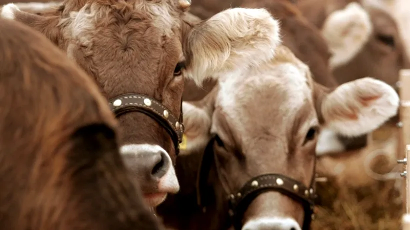 Arabia Saudită interzice importul de bovine românești, după un caz de boala vacii nebune