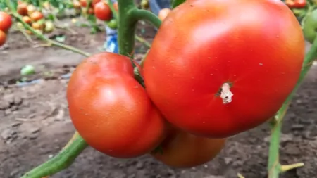 Au apărut primele roșii românești din 2019. Cu cât vând producătorii kilogramul - FOTO