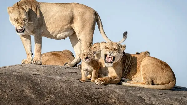 Fotografiile cu animale sălbatice care au câștigat premiul pentru cele mai amuzante fotografii ale anului