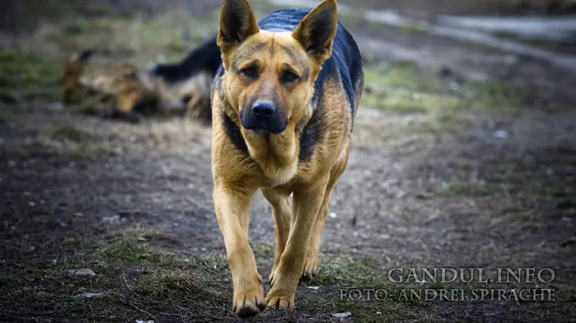 Un câine a murit la Suceava, apărându-și stăpânul de hoții care intraseră în casă