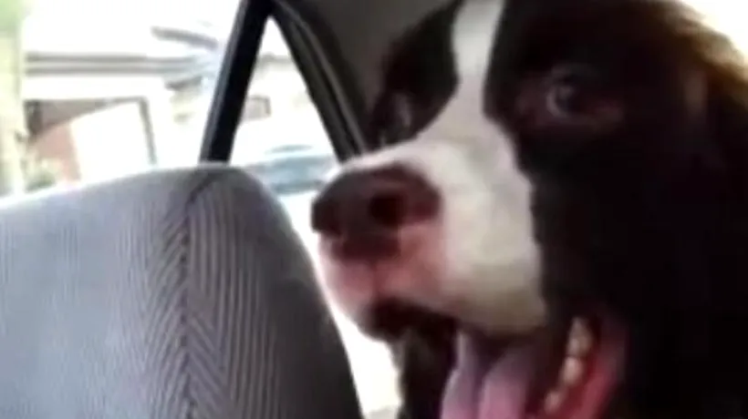 VIDEO: Reacția amuzantă a câinelui Rocco atunci când vede o veveriță