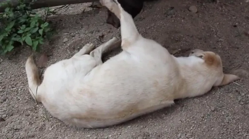 VIDEO. Cum încearcă un pui de elefant să trezească un câine