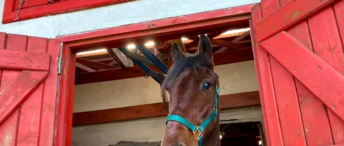 A fost eutanasiat Bruno, calul incendiat în urmă cu câteva zile: „Îşi dorea să se ridice, să ne arate că poate trăi”