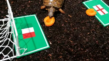 Pronostic surprinzător pentru finala EURO 2021. Italia e „marea favorită”, potrivit „marelui oracol” al finalei de anul trecut, țestoasa Sigmund