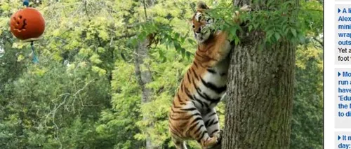 Cum sărbătoresc Halloween-ul tigrii siberieni dintr-o rezervație FOTO ȘI VIDEO