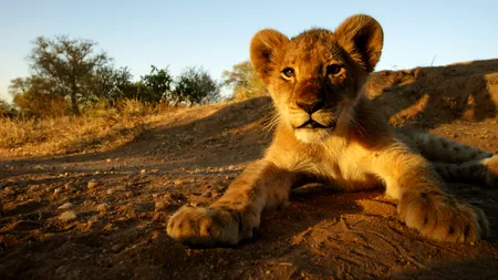 Când au apărut mamiferele pe Terra - studiu
