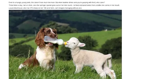 Cățelușa care a devenit mamă pentru miei. Le dă lapte cu biberonul de trei ori pe zi