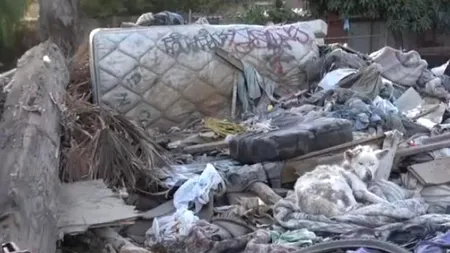 Cum a fost salvat un câine dintr-o groapă de gunoi