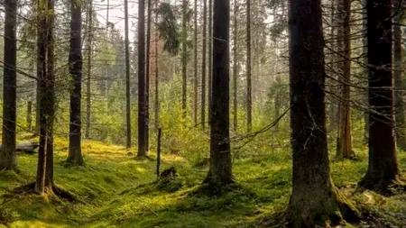 Test de inteligență | Doar geniile găsesc broasca în 5 secunde. Tu poți?