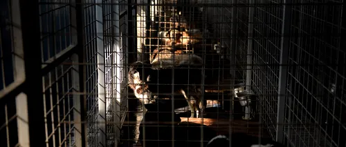 Primii 21 de câini din adăpostul din Timișoara au fost eutanasiați